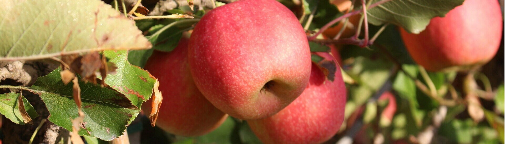 Franšíza pre spracovanie ovocia